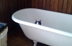 17 plans your cat is definitely making for 2017