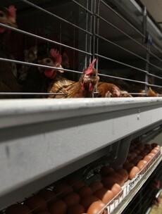 Farmers urged to check flocks after outbreak of bird flu in England