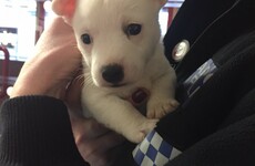 A toilet and cistern, an urn with ashes and a puppy - Here are some of the things that go missing at Dublin Airport