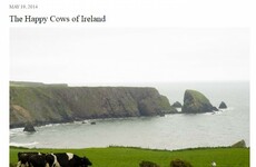 Irish people are loving this American blogger's post marveling at the 'happy cows of Ireland'