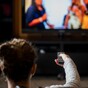 'The TV spoiler has as much potential to ruin an evening as food poisoning'