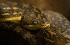 Man actually tries to smuggle snakes onto a plane