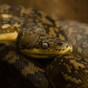 Man actually tries to smuggle snakes onto a plane