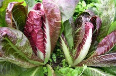 GIY Chicory: Bring some colour to your vegetable patch and a bite to your salad bowls