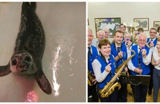 Thumper the seal, brass band coats and wheels for Liv - here's what happens to those Tesco blue tokens