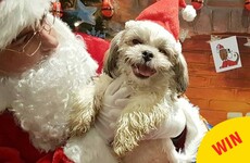 Santa visited this doggie day care in Wicklow and the photos are unreal