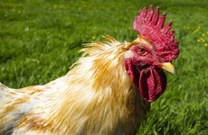 Poultry owners warned to keep their birds indoors