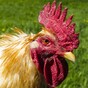 Poultry owners warned to keep their birds indoors
