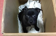 DSPCA renews appeal to public as Christmas present puppy is handed in already