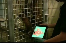 Apps for Apes brings iPads to Orangutans