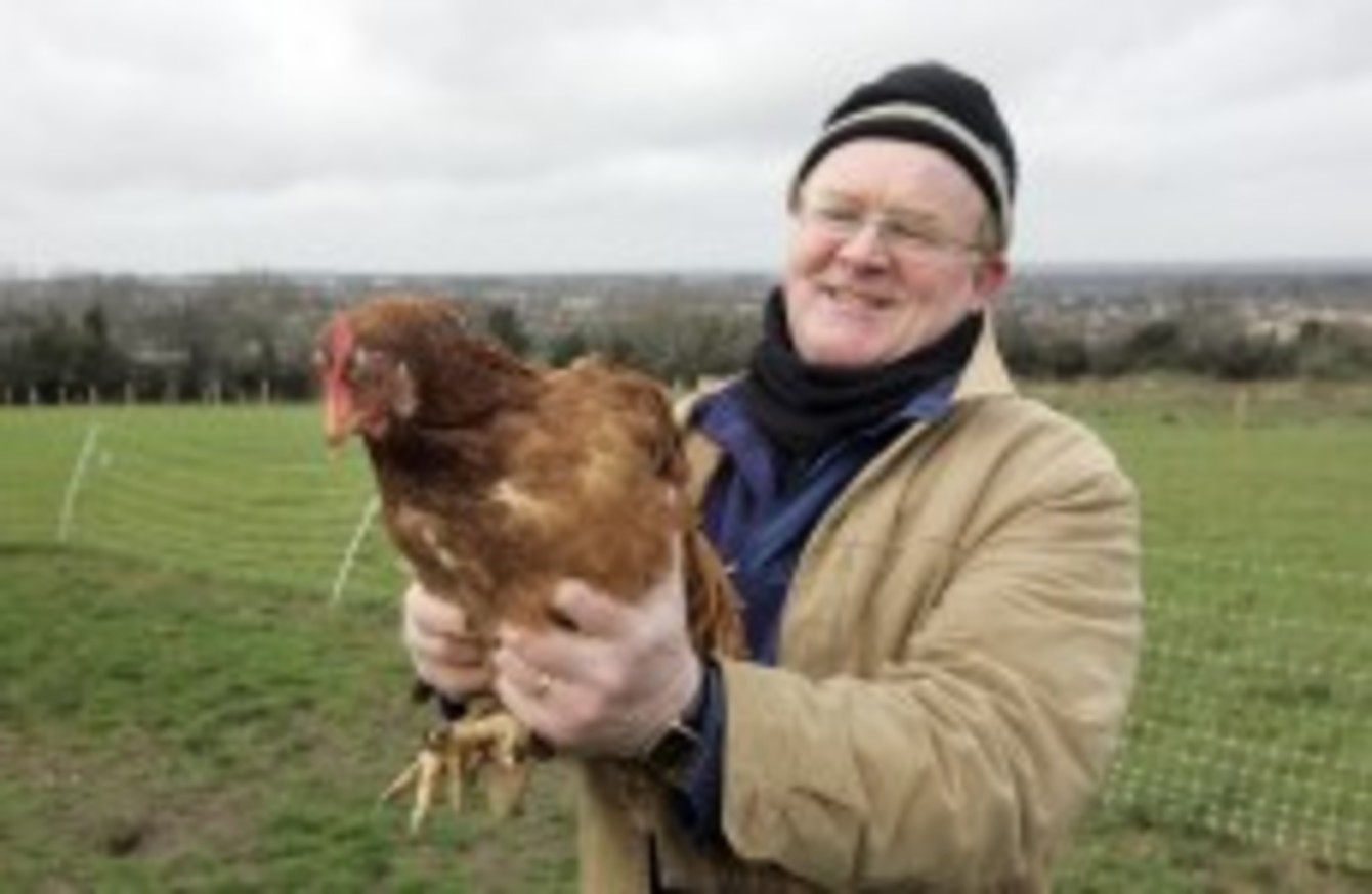 Battery farming of hens to be banned from this weekend · TheJournal.ie