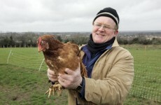 Battery farming of hens to be banned from this weekend