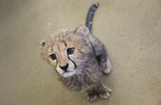 Cheetahs are heading towards extinction thanks to human impact