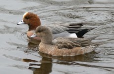 Bird flu found in wild duck in Wexford