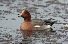 Bird flu has been found in Ireland. Here's how to spot it in your flock