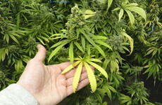 'Sophisticated grow house' with €210k worth of cannabis found by gardaí