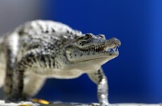 Woman bitten by crocodile after trying to get a selfie with it