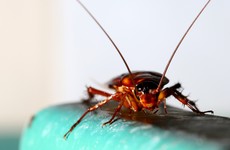 Cockroach infestations are at their highest for a decade