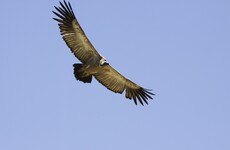 'The Central Bank is in the dark' over how many business loans vulture funds own