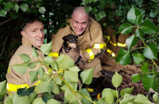 You've heard of rescuing cats from trees but firefighters yesterday got a dog from a bush