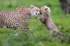People in the UAE will no longer be able to keep cheetahs and tigers as pets