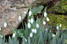 Gardening guru: January to-do list plus a delicious recipe for buttery colcannon