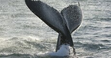 This could be the first humpback whale sighting of 2017