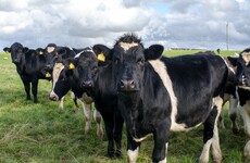 Egypt reopens its beef market to Irish farmers ending 17-year ban