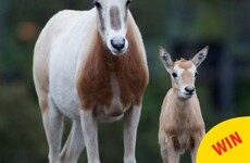 Dublin Zoo's Facebook page is hopping over this adorable little newborn oryx