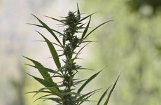 Growhouse raided in Leitrim as gardaí seize €200,000 of cannabis