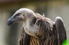 Vulture funds pay just €8,000 in tax on €10 billion of assets
