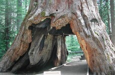 Famous Pioneer Cabin Tree felled by storm in California