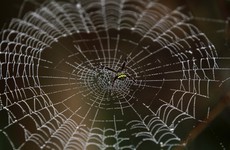 Super-strong man-made spider silk could soon be used to repair spinal cords