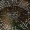 Super-strong man-made spider silk could soon be used to repair spinal cords