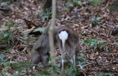 Research reveals 'highly unusual' behaviour of male monkey trying to have sex with female deer