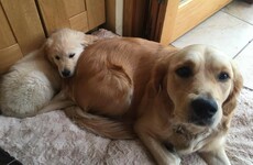 These adorable Irish puppies with Dogs for the Disabled now have their own Facebook page