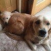 These adorable Irish puppies with Dogs for the Disabled now have their own Facebook page