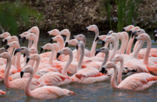 All birds at Dublin Zoo have been moved indoors over flu threat