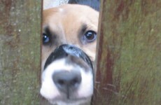 Woman fined after dog found with its mouth taped shut