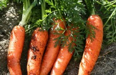 After 16 years, woman's lost wedding ring shows up... in her carrot
