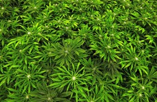 Marijuana 'eases chronic pain, but may increase risk of schizophrenia'