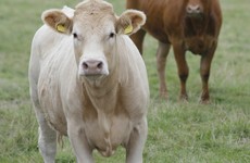 Here's how much farmers are getting paid to count how much gas their cows are emitting