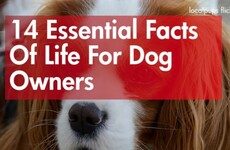 14 essential facts of life for dog owners