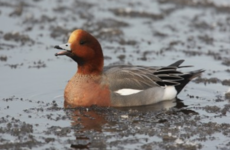 Second case of bird flu found in Ireland