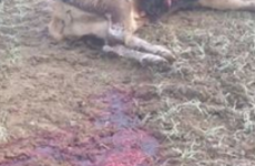 Gardaí search for poachers after deer found shot and decapitated in Meath