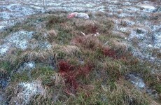 Dog walkers asked to stop using Wicklow Mountains after sheep killed