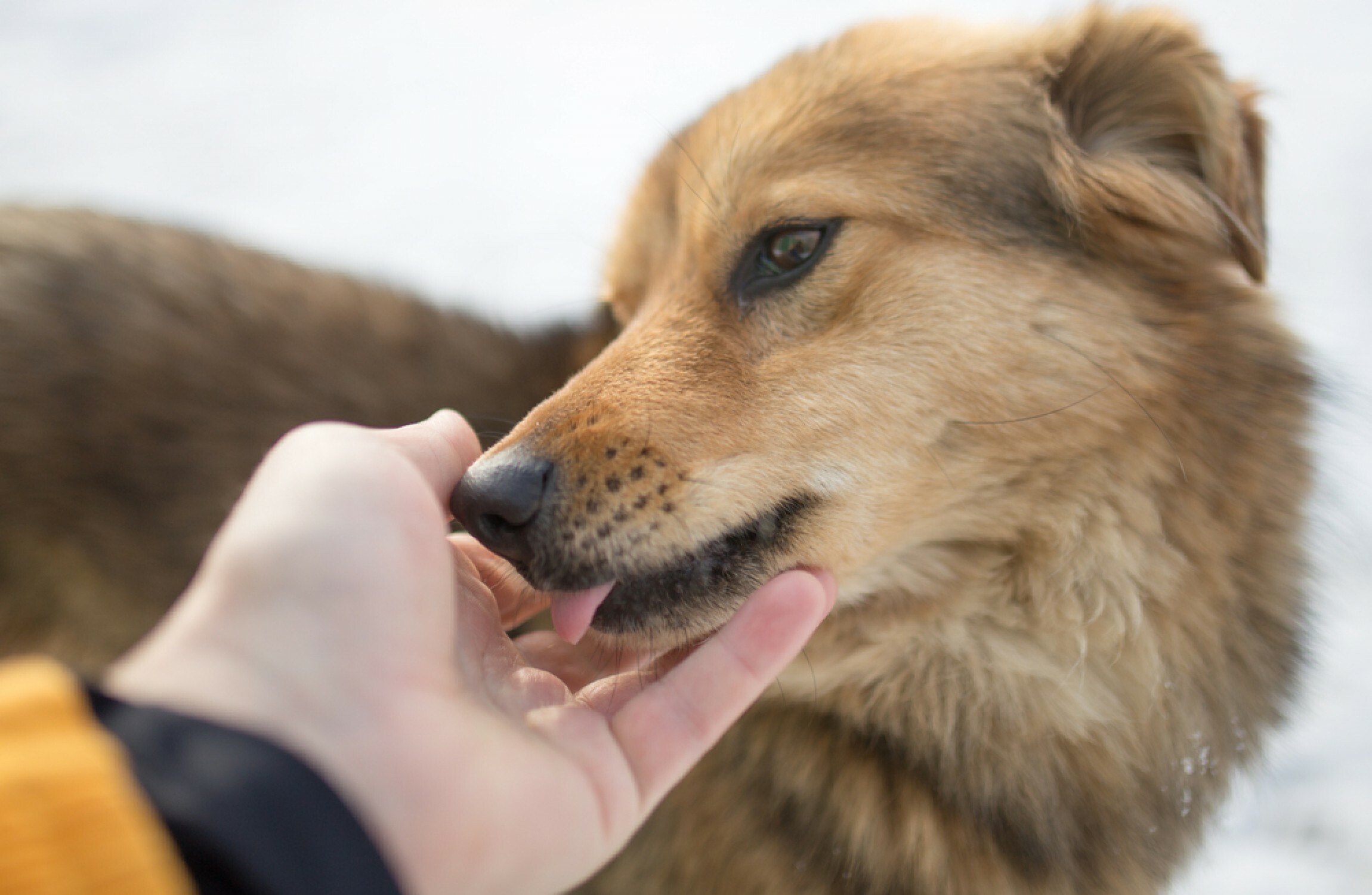 almost heaven dog rescue