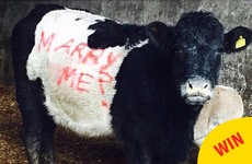 A farmer from Tyrone proposed to his girlfriend by spray-painting 'MARRY ME?' on a cow