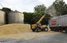 Tillage farmers call for 'humanitarian support' after some lose 100% of crop in worst harvest in decades