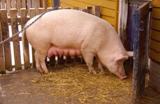 Man receives lifetime ban from keeping animals after pig "eaten alive" by dogs